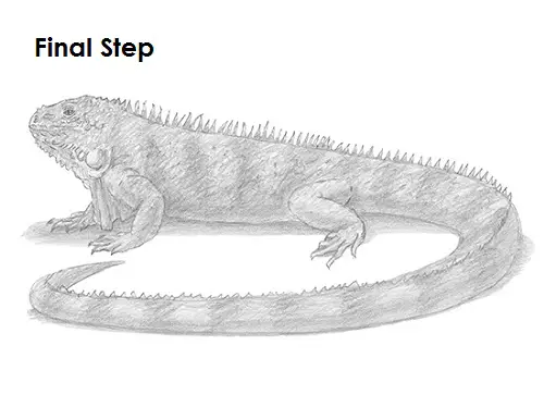 How to Draw an Iguana