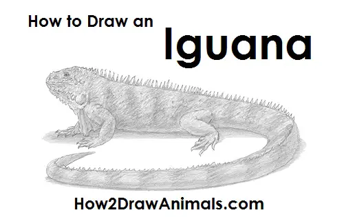 How to Draw an Iguana