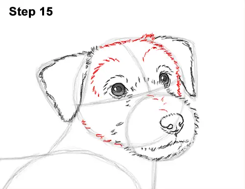 How to Draw a Cute Jack Russell Terrier Puppy Dog 15