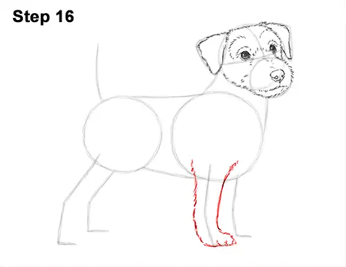 How to Draw a Cute Jack Russell Terrier Puppy Dog 16
