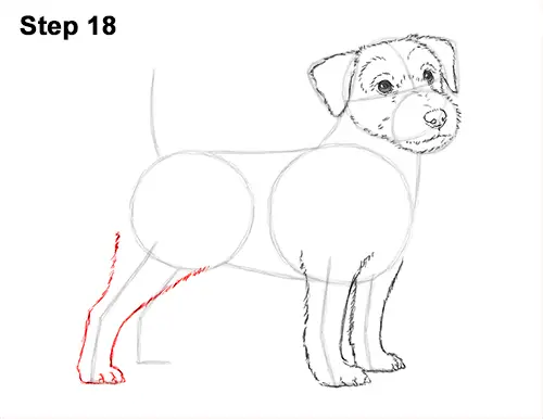 How to Draw a Cute Jack Russell Terrier Puppy Dog 18