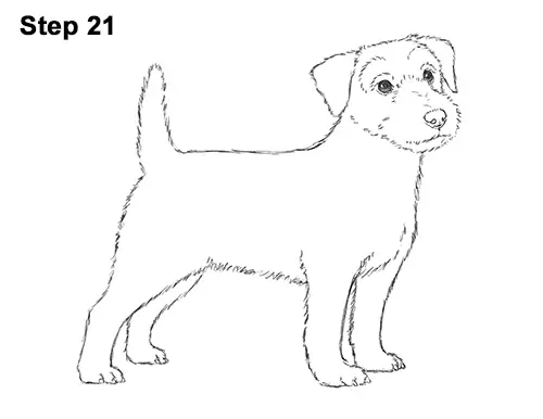How to Draw a Cute Jack Russell Terrier Puppy Dog 21