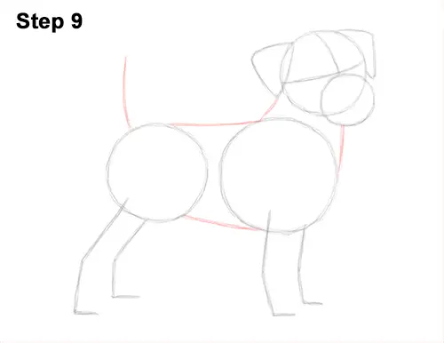 How to Draw a Cute Jack Russell Terrier Puppy Dog 9