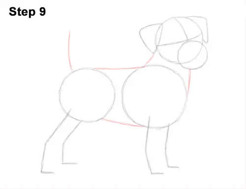 How to Draw a Dog (Jack Russell Terrier)