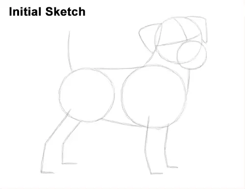 How to Draw a Cute Jack Russell Terrier Puppy Dog Initial Sketch