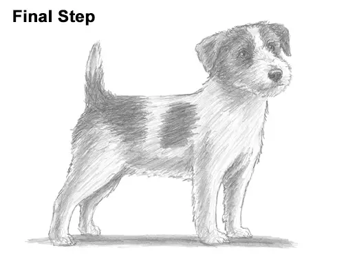 How to Draw a Cute Jack Russell Terrier Puppy Dog