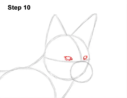 How to Draw a Black Backed Jackal Side 10