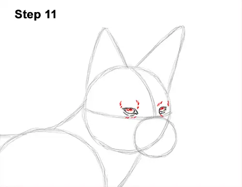 How to Draw a Black Backed Jackal Side 11