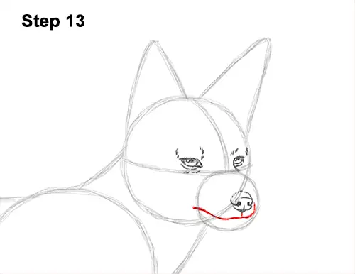 How to Draw a Black Backed Jackal Side 13