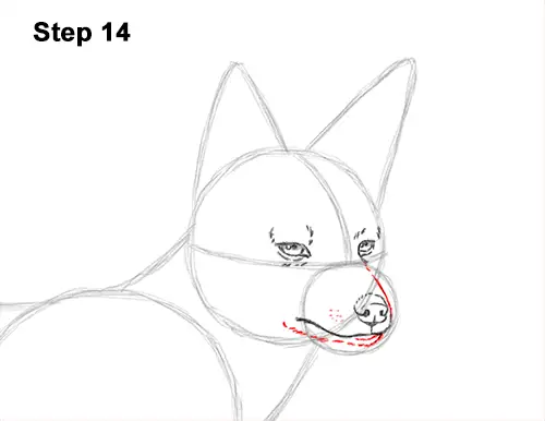 How to Draw a Black Backed Jackal Side 14
