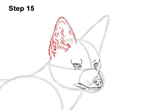 How to Draw a Black Backed Jackal Side 15