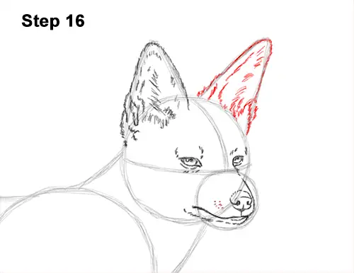 How to Draw a Black Backed Jackal Side 16
