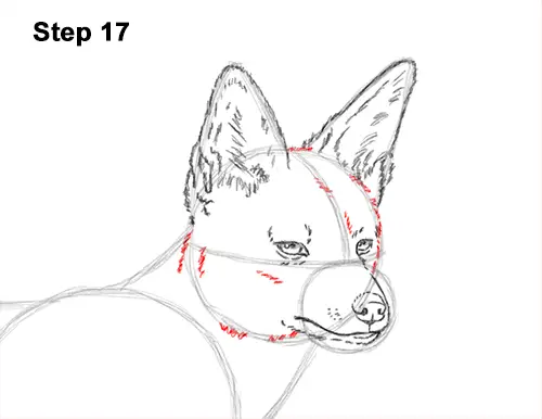 How to Draw a Black Backed Jackal Side 17