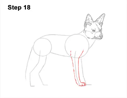 How to Draw a Black Backed Jackal Side 18