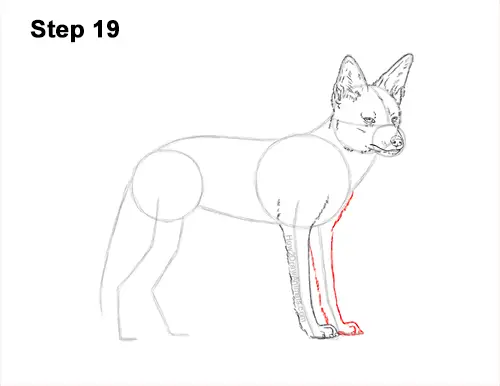 How to Draw a Black Backed Jackal Side 19