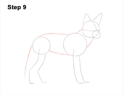 How to Draw a Black Backed Jackal Side 9