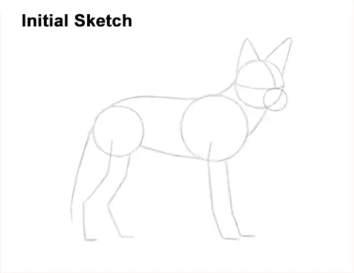 How to Draw a Black Backed Jackal Side Guides Lines