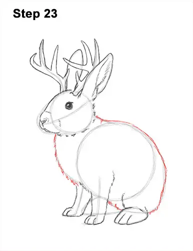 How to Draw a Jackalope Rabbit Antlers 23