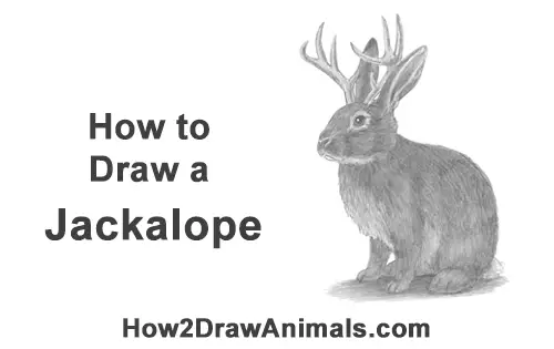 Chibi Jackalope Drawing