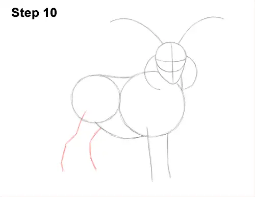 How to Draw Jacob Sheep Four Horns Ram 10
