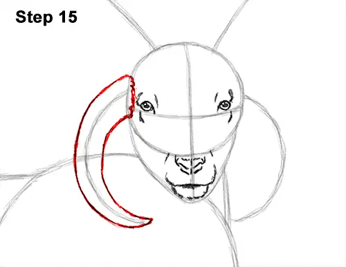 How to Draw Jacob Sheep Four Horns Ram 15