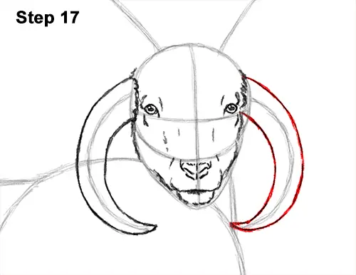 How to Draw Jacob Sheep Four Horns Ram 17