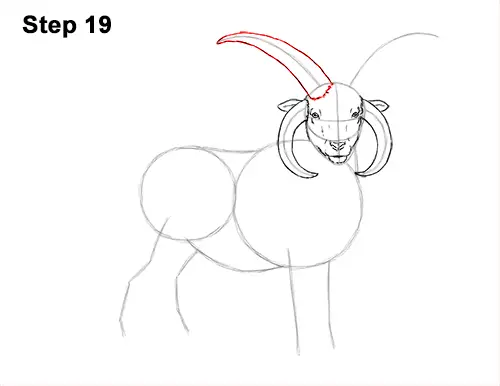 How to Draw Jacob Sheep Four Horns Ram 19