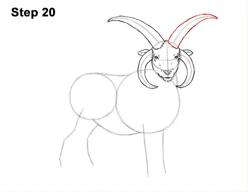 How to Draw Jacob Sheep Four Horns Ram 20
