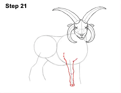 How to Draw Jacob Sheep Four Horns Ram 21