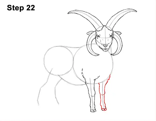 How to Draw Jacob Sheep Four Horns Ram 22