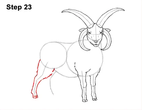How to Draw Jacob Sheep Four Horns Ram 23