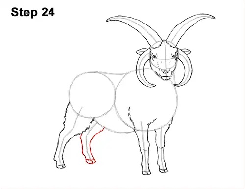 How to Draw Jacob Sheep Four Horns Ram 24
