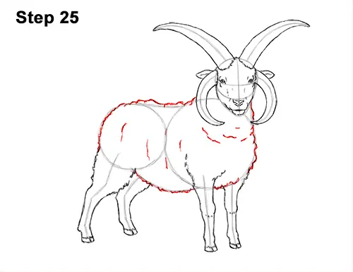 How to Draw Jacob Sheep Four Horns Ram 25