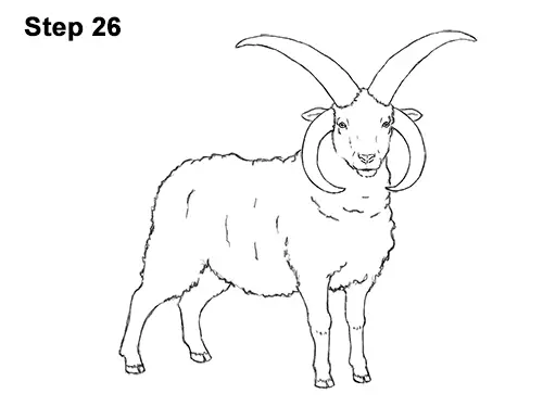 How to Draw Jacob Sheep Four Horns Ram 26
