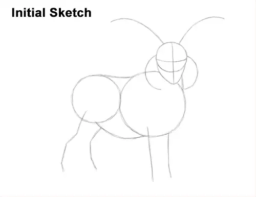 How to Draw Jacob Sheep Four Horns Ram Guide Lines
