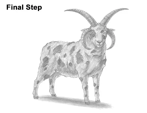 How to Draw Jacob Sheep Four Horns Ram