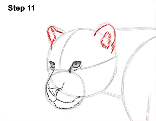 Draw Jaguar Big Cat 11