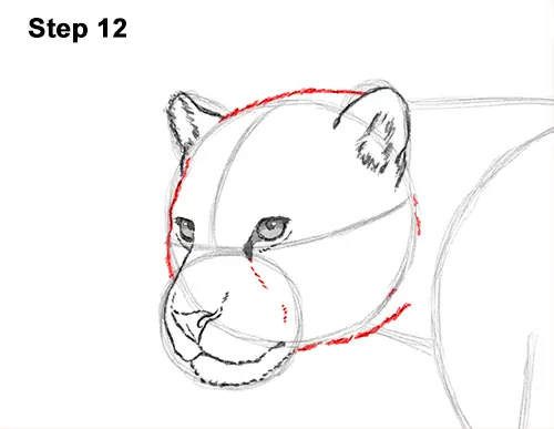 Draw Jaguar Big Cat 12