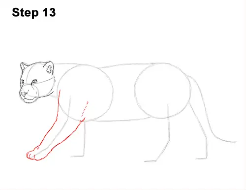 Draw Jaguar Big Cat 13