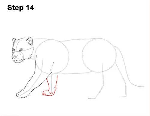 Draw Jaguar Big Cat 14
