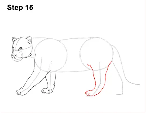 Draw Jaguar Big Cat 15