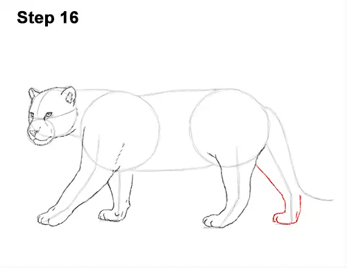 Draw Jaguar Big Cat 16