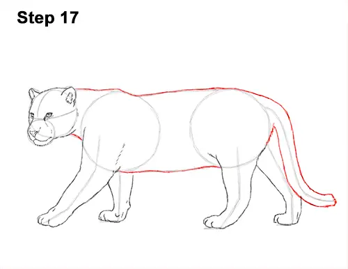 Draw Jaguar Big Cat 17