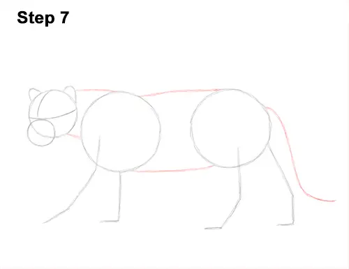 Draw Jaguar Big Cat 7