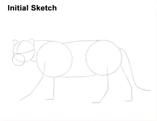 Draw Jaguar Big Cat Initial Sketch