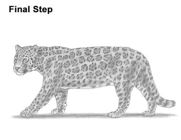 how to draw a jaguar