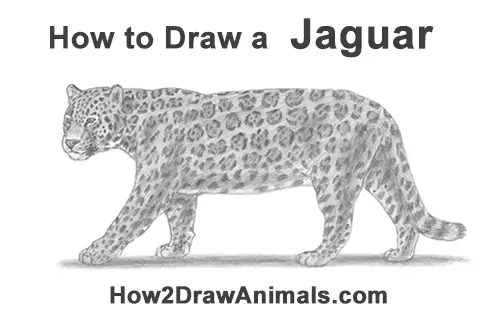 Jaguar Animal Drawing Easy