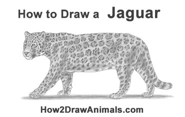 jaguar drawing step by step