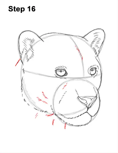 How to Draw a Jaguar Head Portrait Face 16