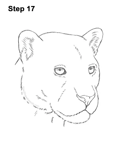 How to Draw a Jaguar Head Portrait Face 17